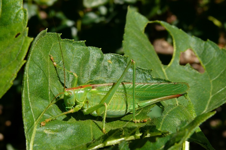 Wallpapers Animals Insects - Locusts CRIQUET