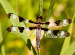 Fonds d'cran Animaux libellule 2