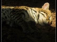 Fonds d'cran Animaux Ocelot