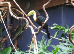 Fonds d'cran Animaux Toucan