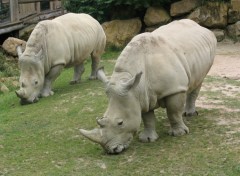 Wallpapers Animals Rhino