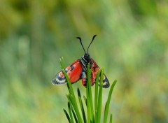 Fonds d'cran Animaux PAPILLON