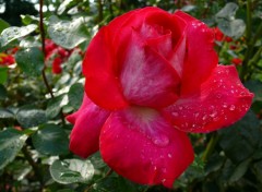 Fonds d'cran Nature FLEURS DE MON JARDIN