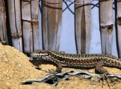 Fonds d'cran Animaux Le lzard nous regarde !