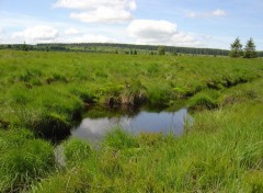 Fonds d'cran Nature Hautes fagnes