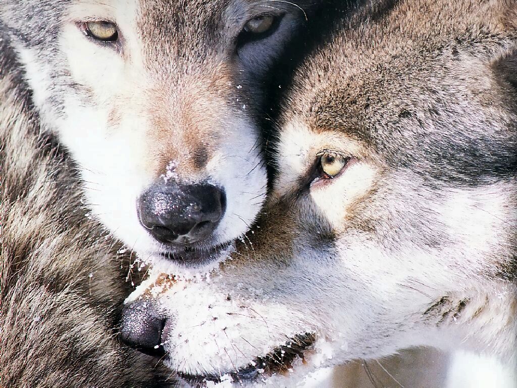 Fonds d'cran Animaux Loups 