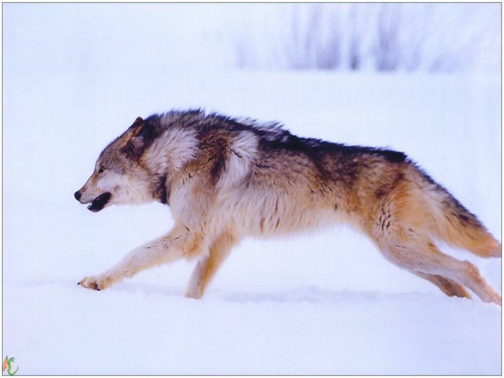 Fonds d'cran Animaux Loups 