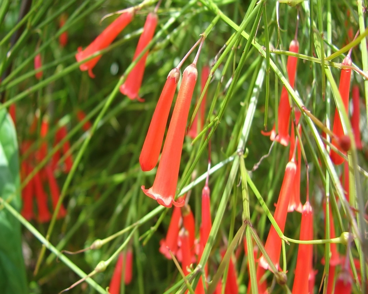 Wallpapers Nature Flowers clochettezs rouges