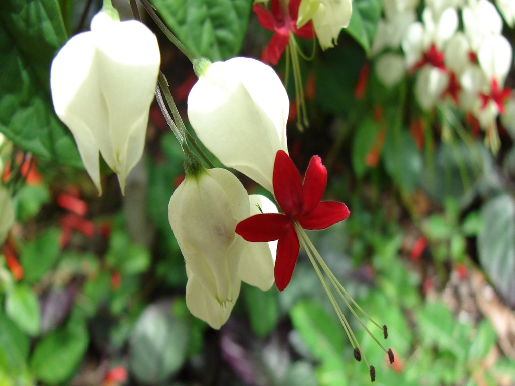 Fonds d'cran Nature Fleurs Fleur exotique