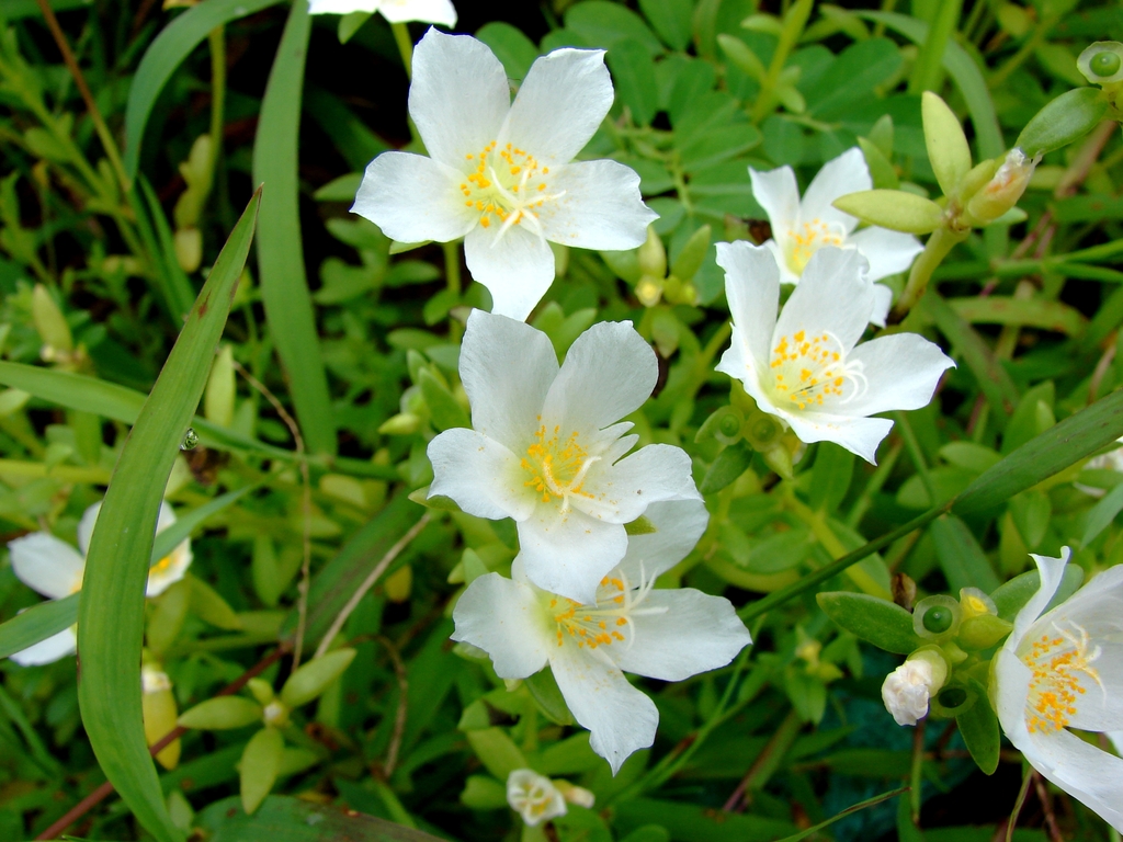 Fonds d'cran Nature Fleurs Fleurs exotiques