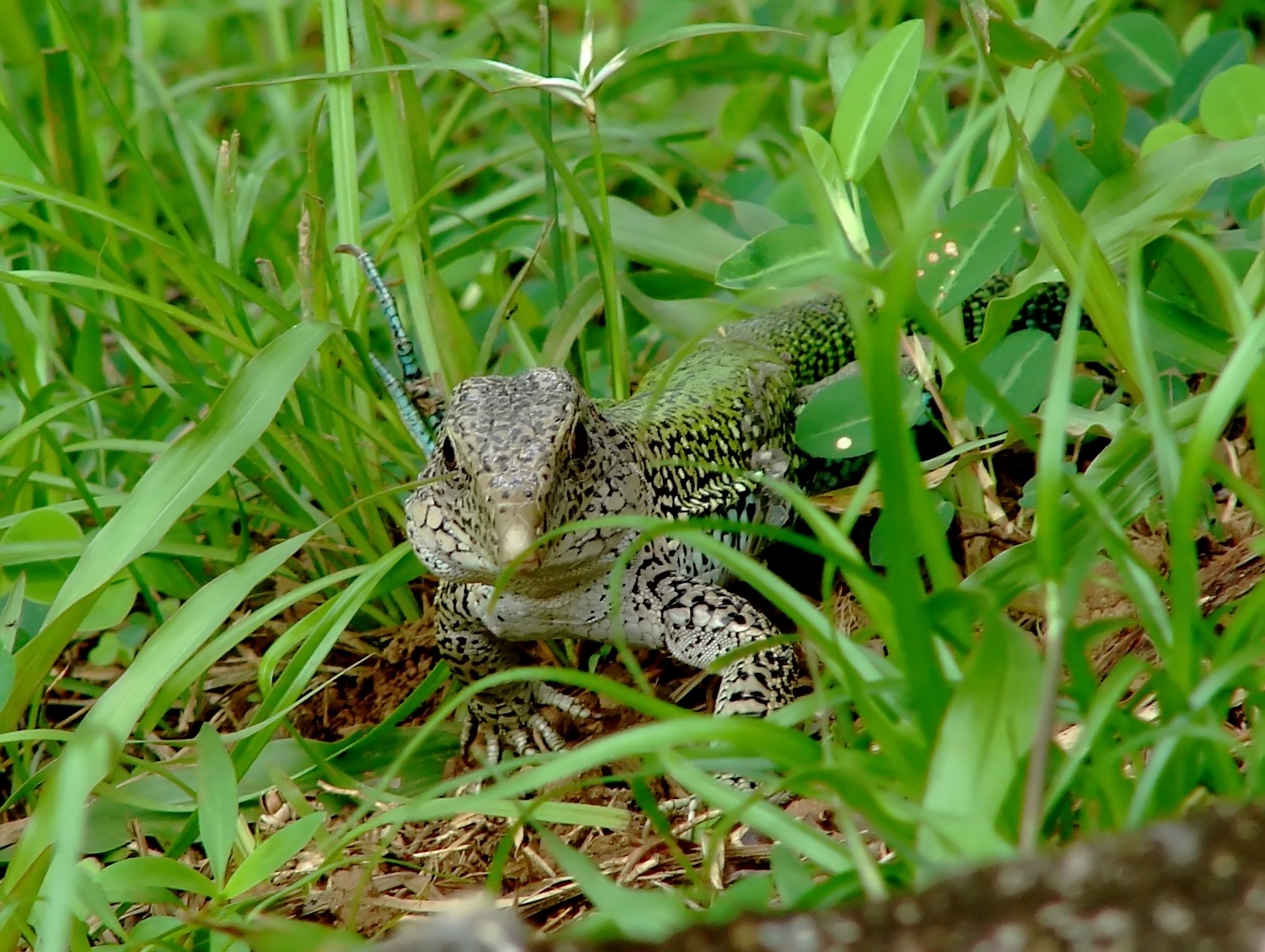 Fonds d'cran Animaux Lzards - Iguanes A l'afft...