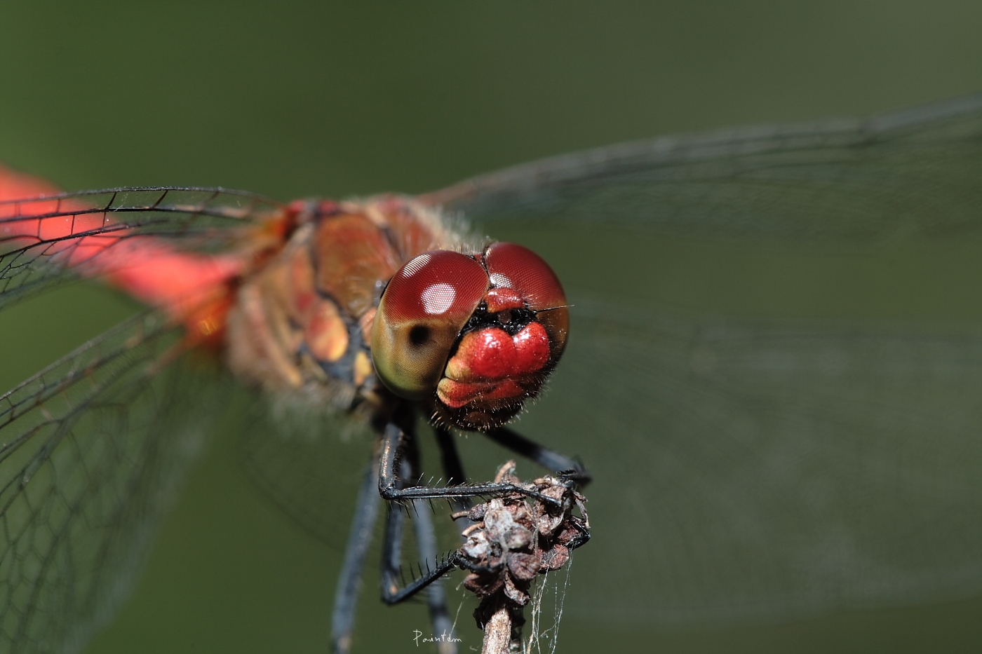 Fonds d'cran Animaux Insectes - Libellules Droit dans les yeux