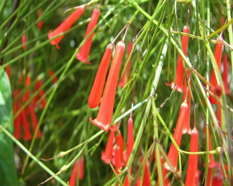 Wallpapers Nature Flowers clochettezs rouges