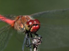 Fonds d'cran Animaux Droit dans les yeux