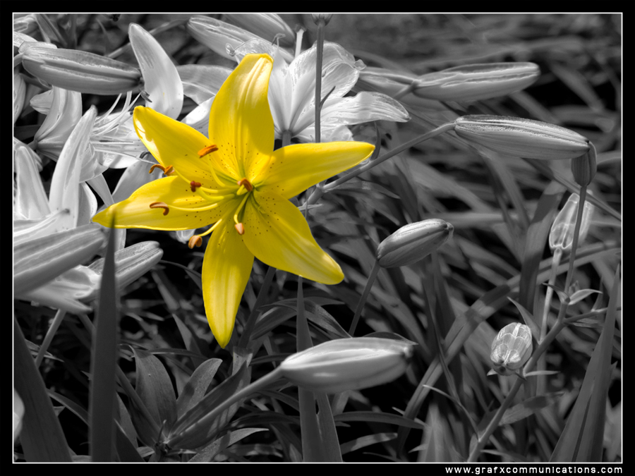 Wallpapers Nature Flowers BW yellow