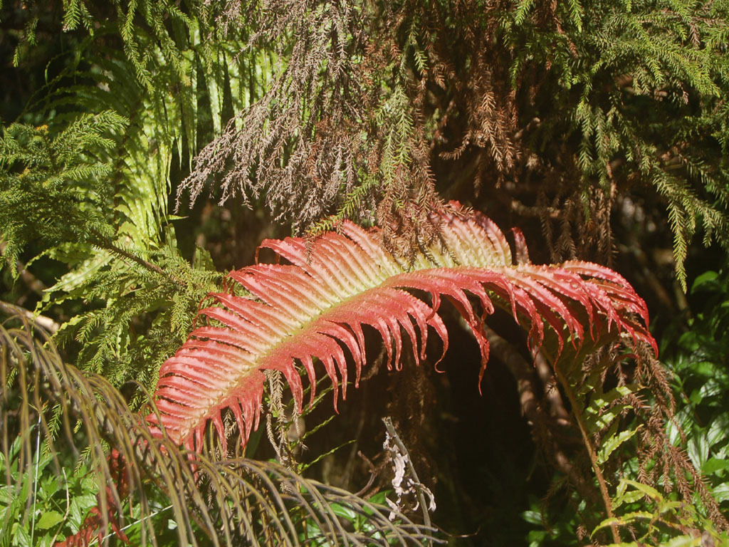 Fonds d'cran Nature Feuilles - Feuillages fougre