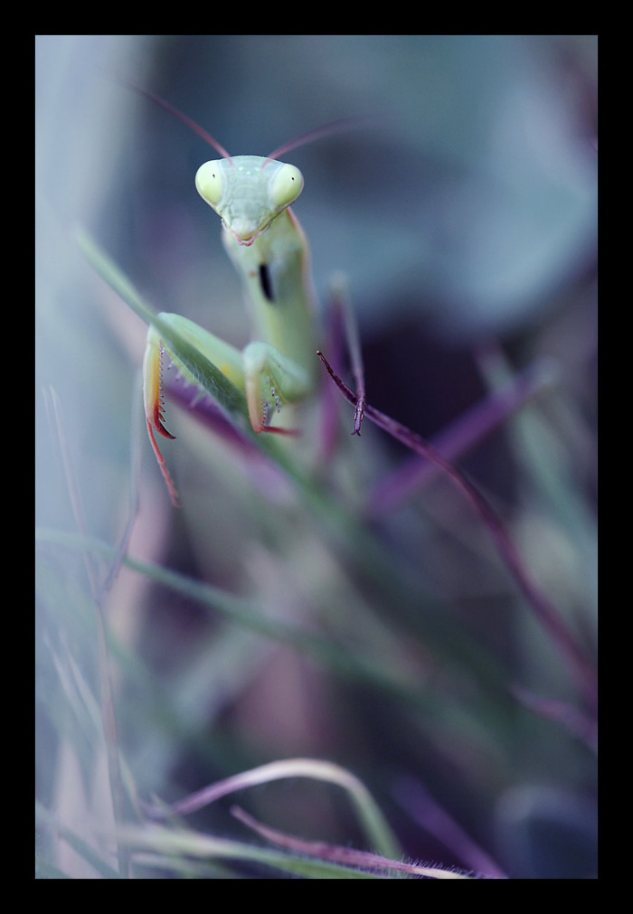 Wallpapers Animals Insects - Mantis rencontre