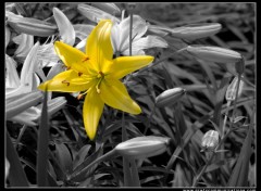 Fonds d'cran Nature BW yellow