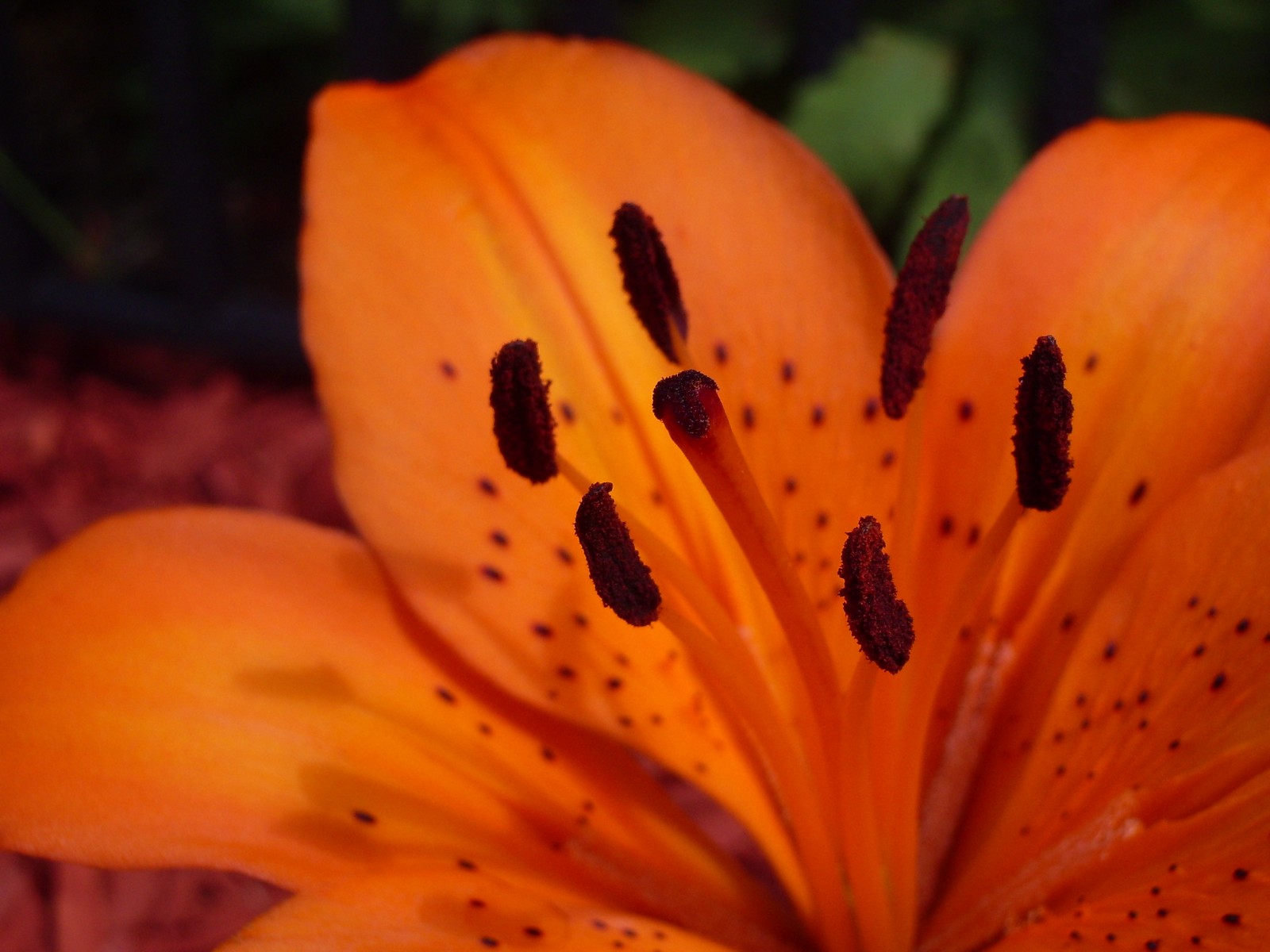 Fonds d'cran Nature Fleurs 