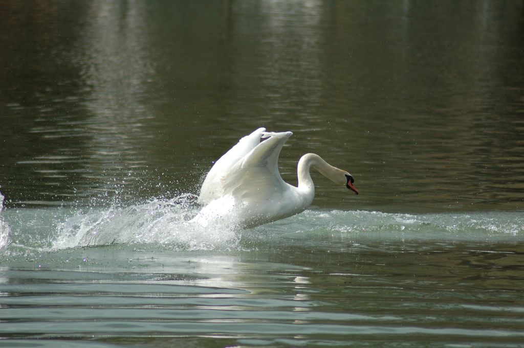 Wallpapers Animals Birds - Swans fred