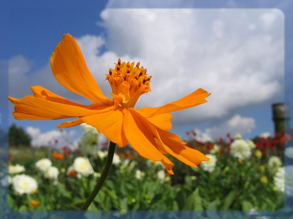 Fonds d'cran Nature Fleurs 