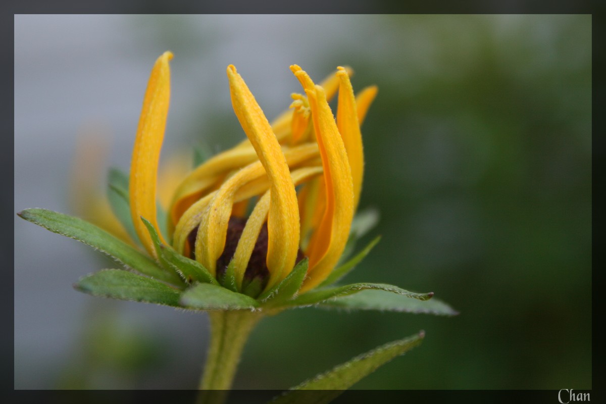 Fonds d'cran Nature Fleurs 