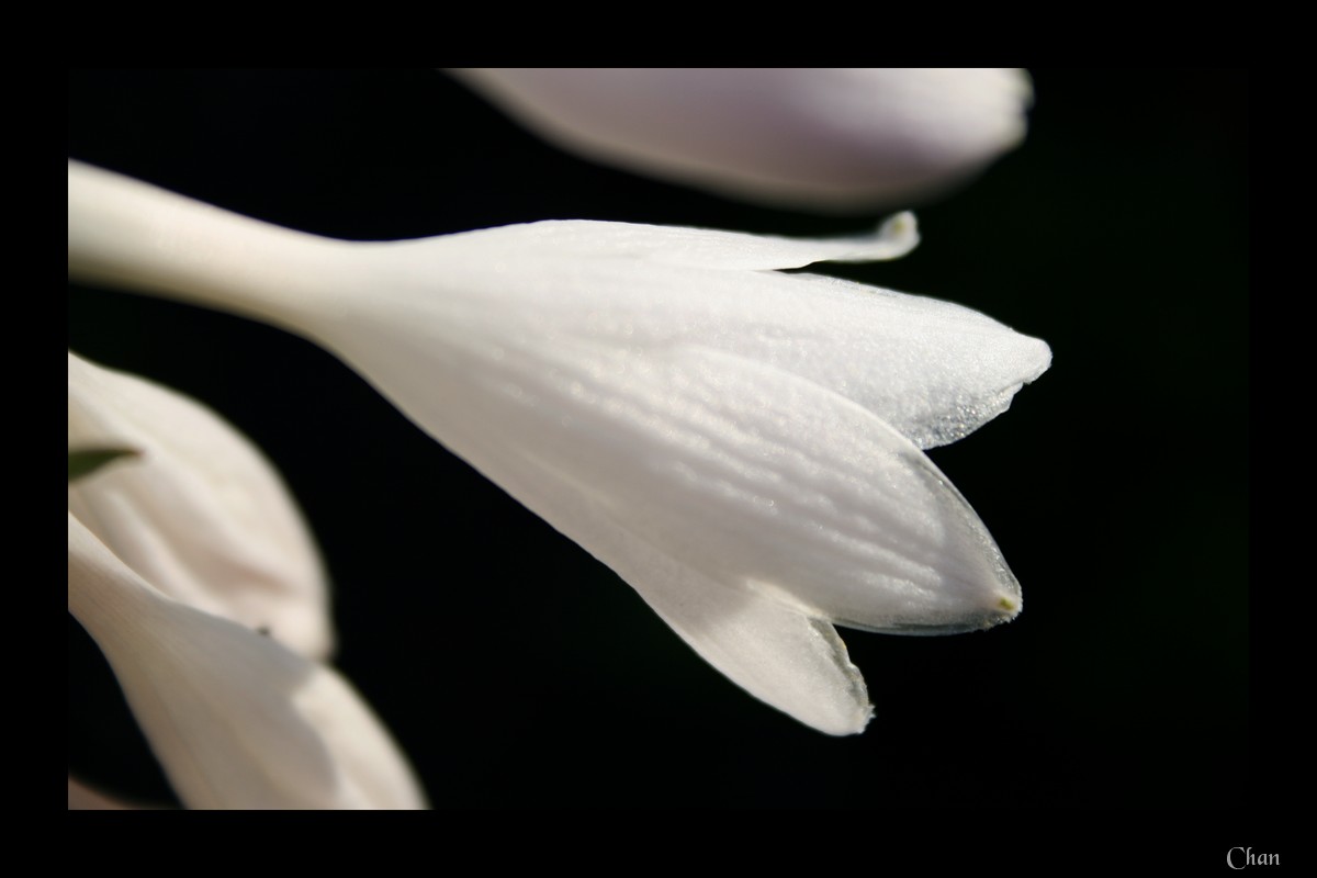 Fonds d'cran Nature Fleurs 