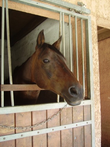 Fonds d'cran Animaux Chevaux encore django