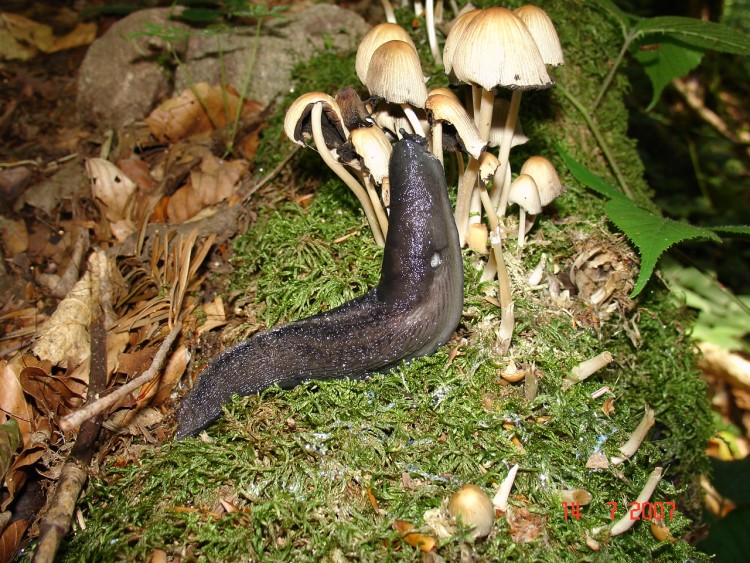 Fonds d'cran Animaux Escargots - Limaces Limace Noire