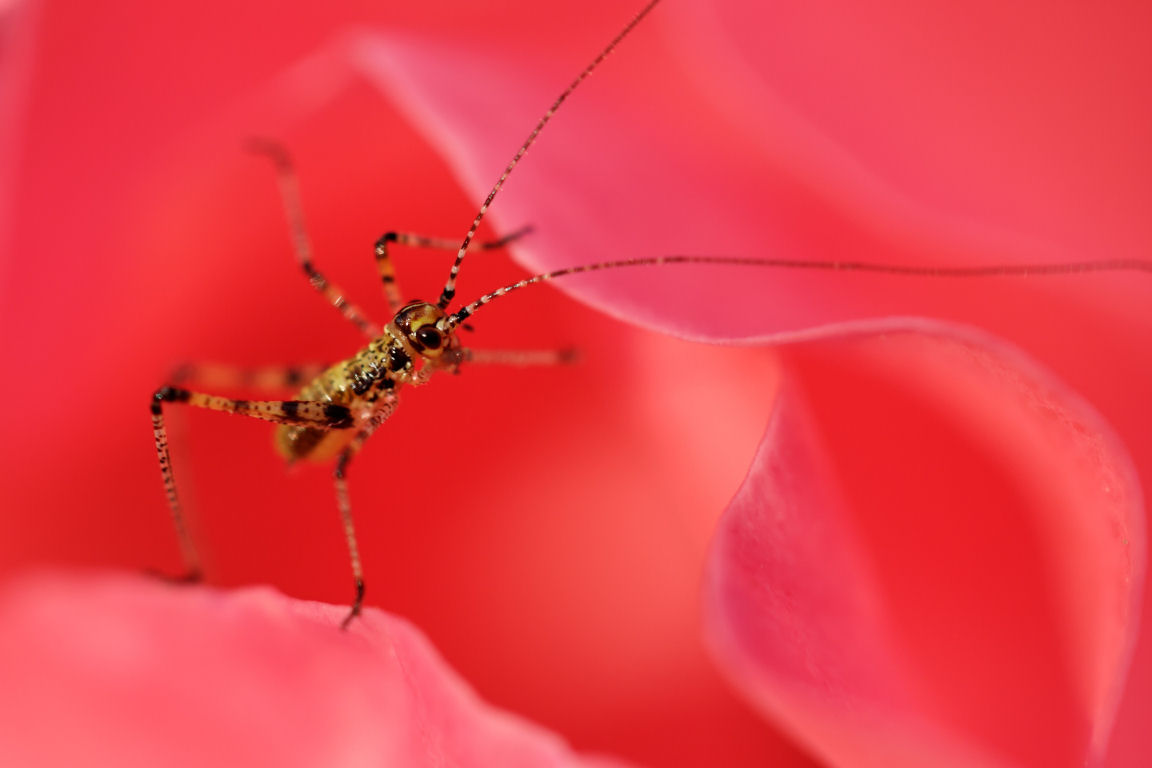 Fonds d'cran Animaux Insectes - Sauterelles et Criquets Mini sauterellle