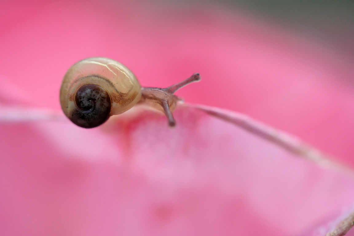 Wallpapers Animals Snails - Slugs Bb escargot