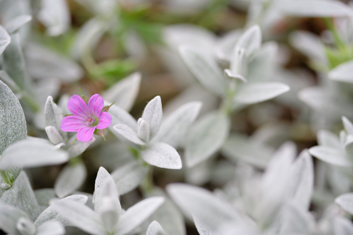 Fonds d'cran Nature Fleurs 