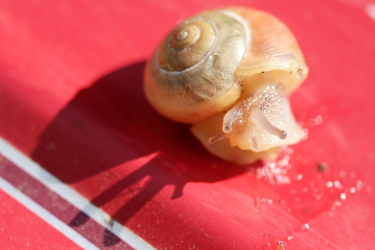 Fonds d'cran Animaux Escargots - Limaces Wallpaper N175359