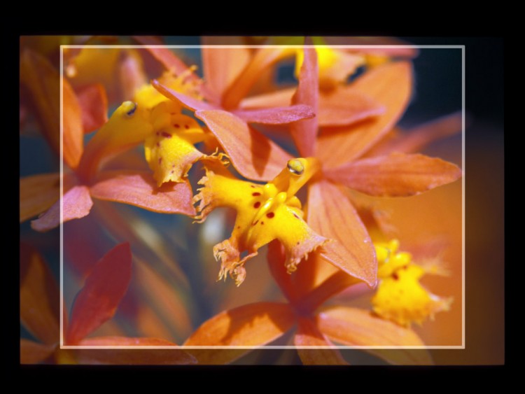 Fonds d'cran Nature Fleurs Orchides