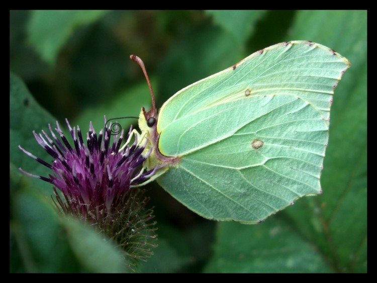 Fonds d'cran Animaux Insectes - Papillons Citron femelle