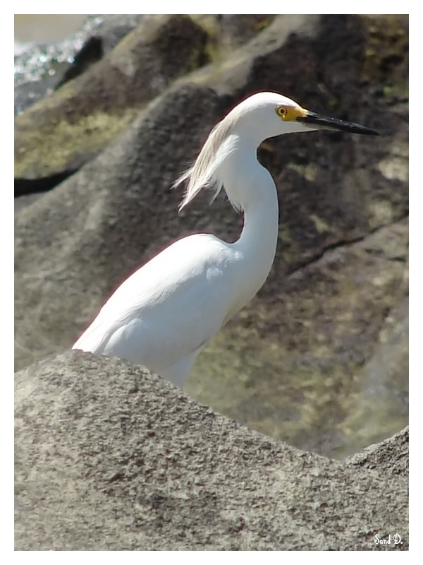 Fonds d'cran Animaux Oiseaux - Aigrettes Aigrette