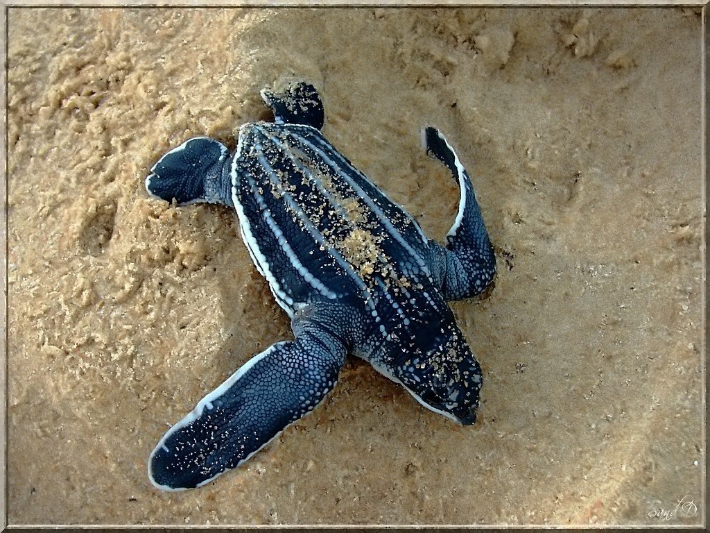 Fonds d'cran Animaux Tortues Tortue Luth