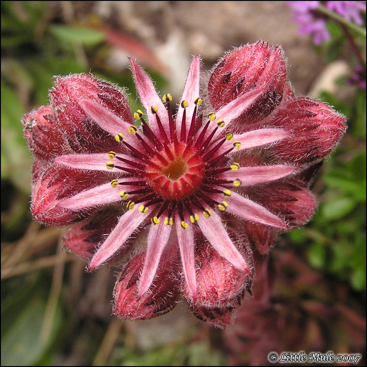 Fonds d'cran Nature Fleurs Joubarbe