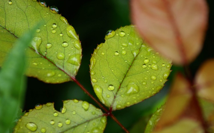 Wallpapers Nature Leaves - Foliage macro