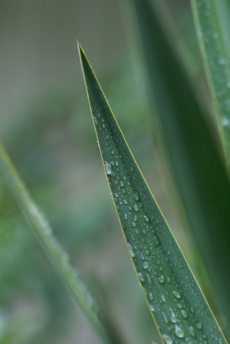 Wallpapers Nature Leaves - Foliage goutte d'eau