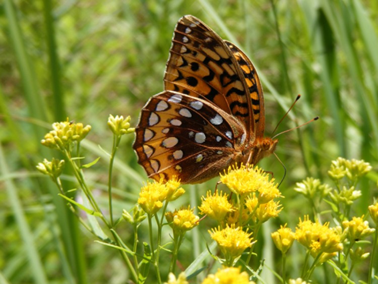 Fonds d'cran Animaux Insectes - Papillons Papillon