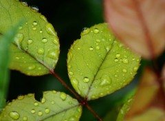 Fonds d'cran Nature macro