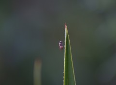 Fonds d'cran Animaux macro animaux