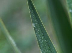 Fonds d'cran Nature goutte d'eau