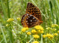 Fonds d'cran Animaux Papillon