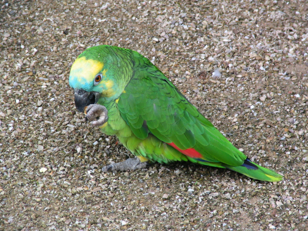 Wallpapers Animals Birds - Parrots Perroquet Amazone