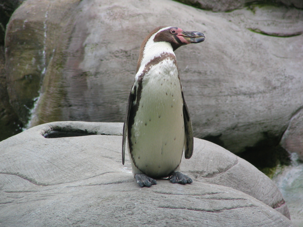 Fonds d'cran Animaux Oiseaux - Manchots Manchot de Humbold prend la pose