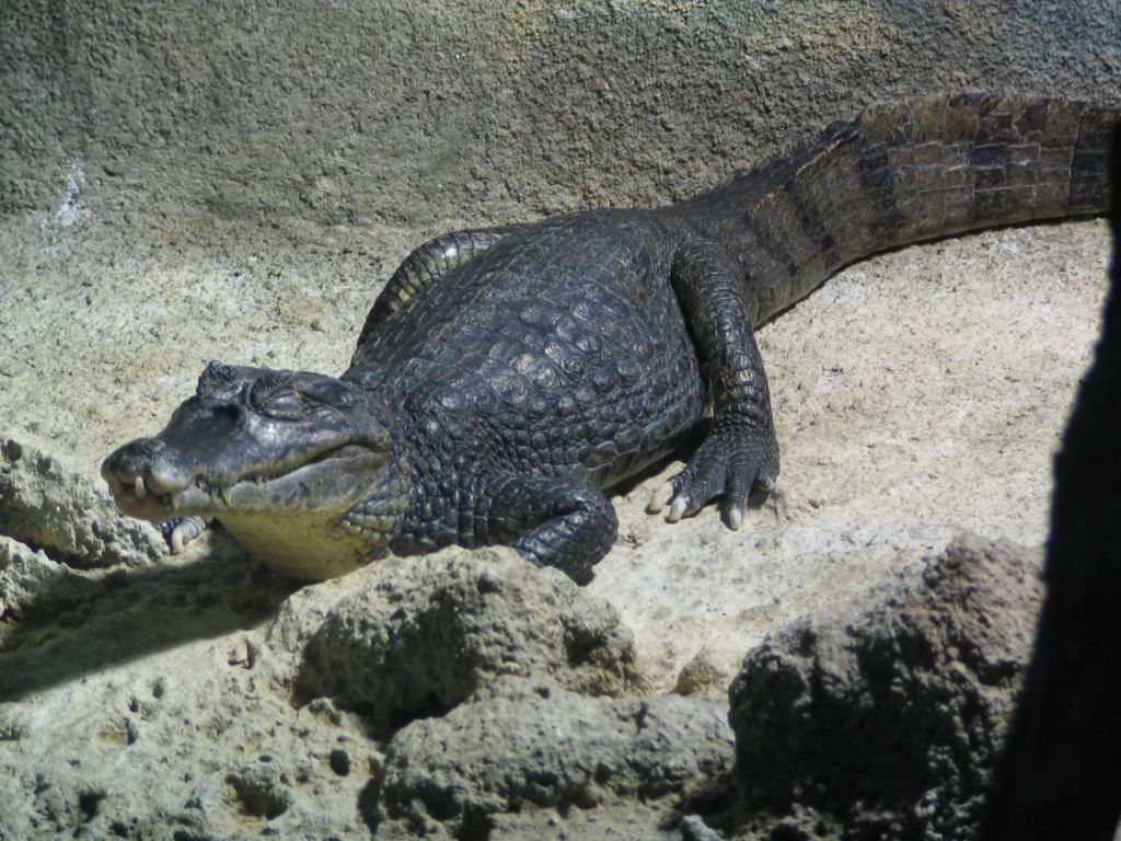 Wallpapers Animals Crocodile - Alligator - Caiman Caiman