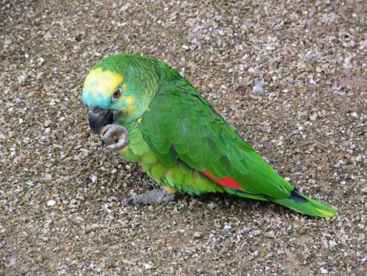 Wallpapers Animals Birds - Parrots Perroquet Amazone