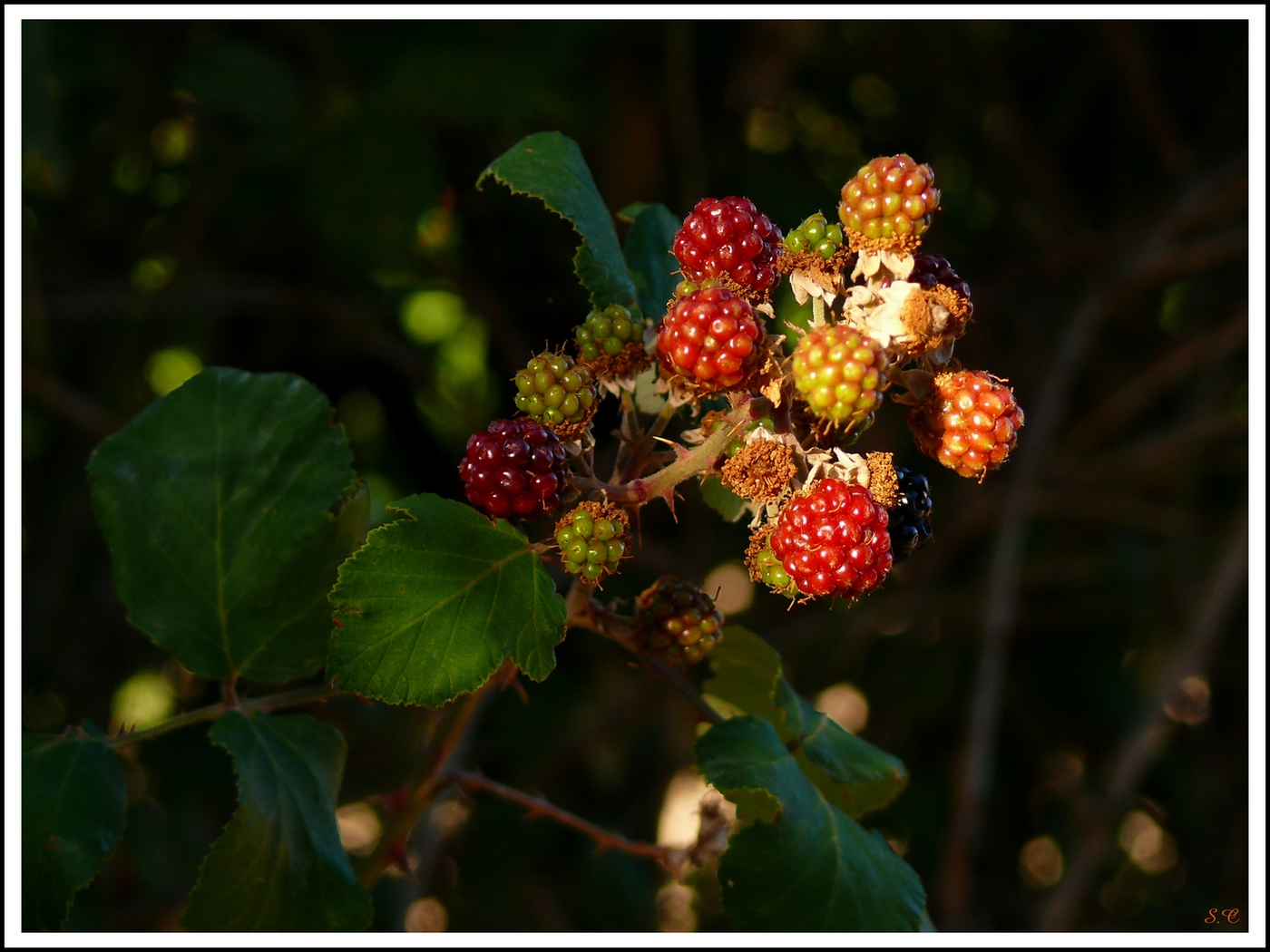 Fonds d'cran Nature Fruits MURES